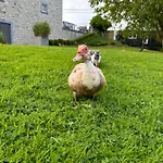 בית נופש La De Lulu יאלהיי