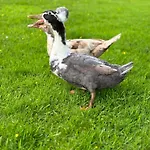 La De Lulu בית נופש *