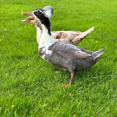 La De Lulu Dom wakacyjny *